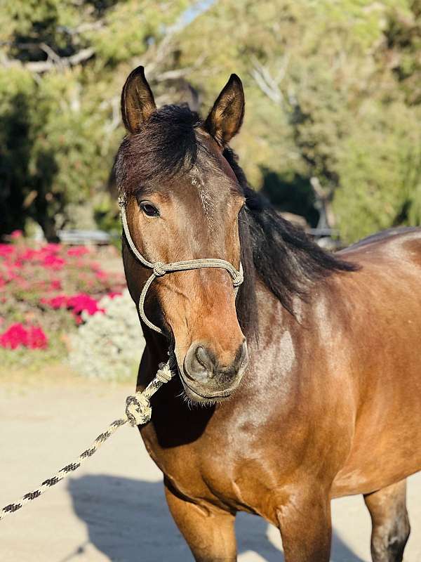 happy-draft-horse