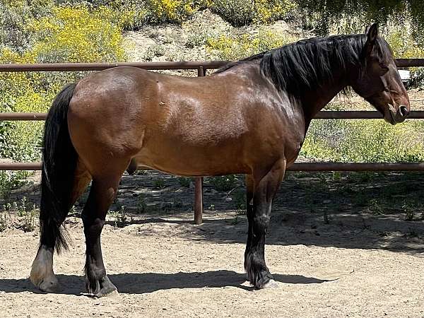 safe-trail-draft-horse