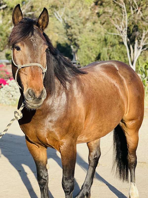 steer-roping-draft-horse