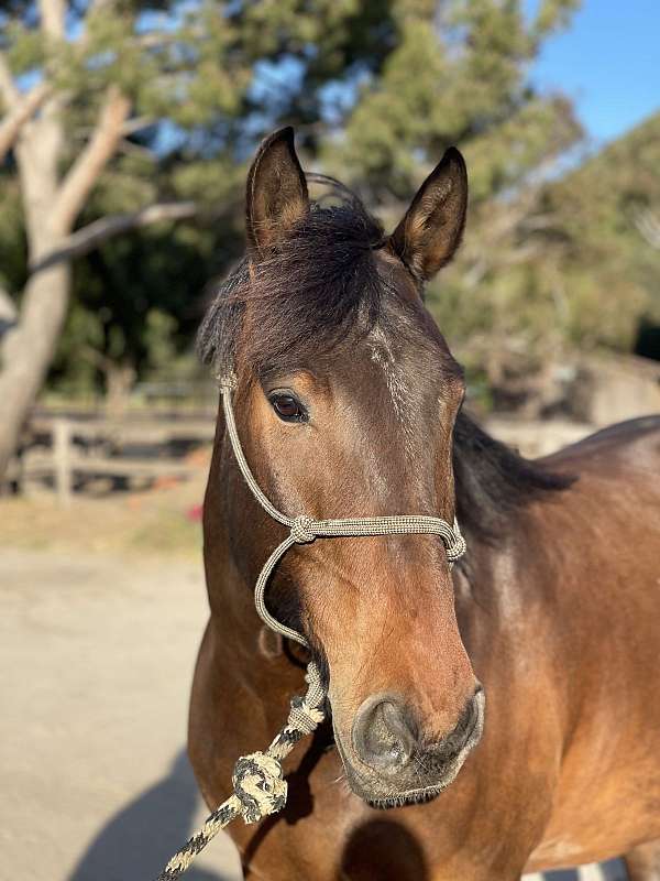 temecula-draft-horse