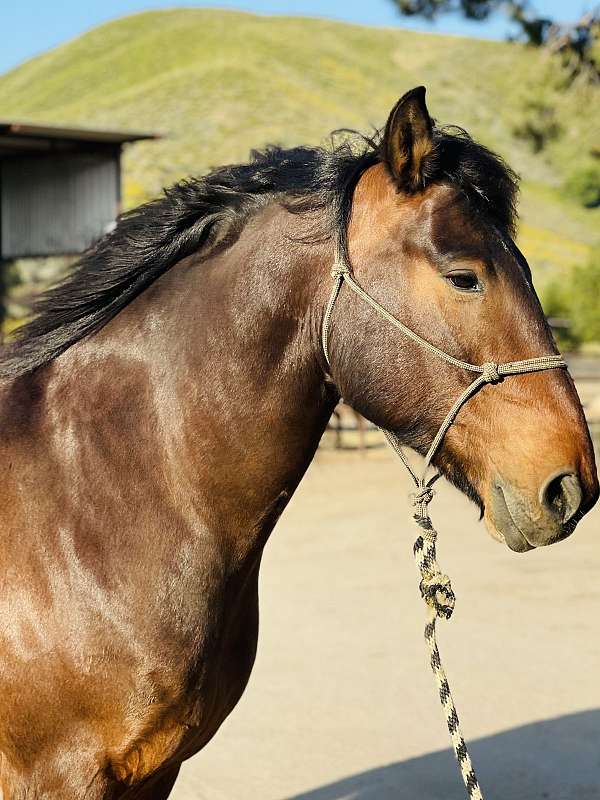 wtc-draft-horse