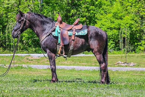 drill-team-fell-pony