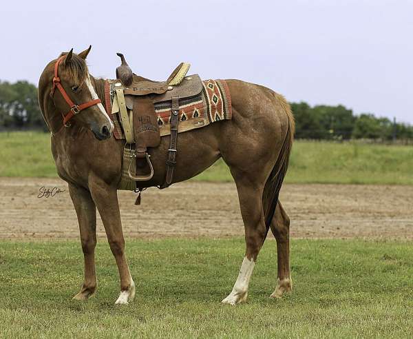 appaloosa-horse-for-sale