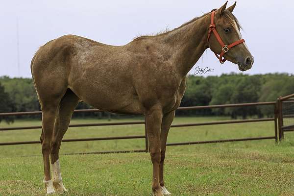 appaloosa-horse