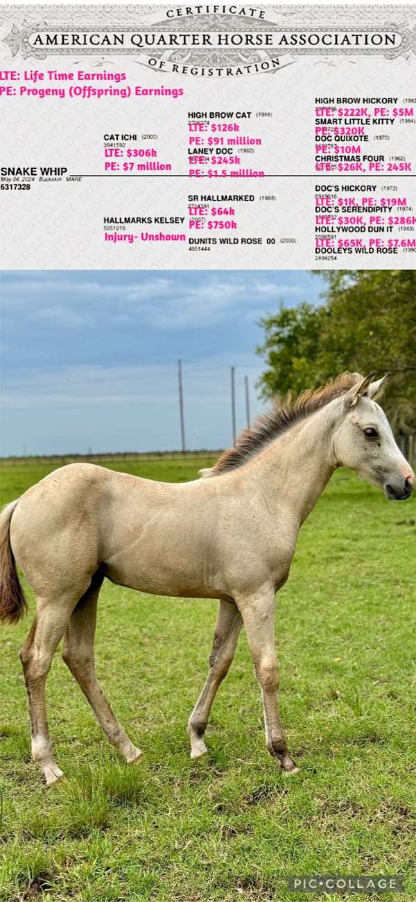 buckskin-natural-horsemanship-trai-horse