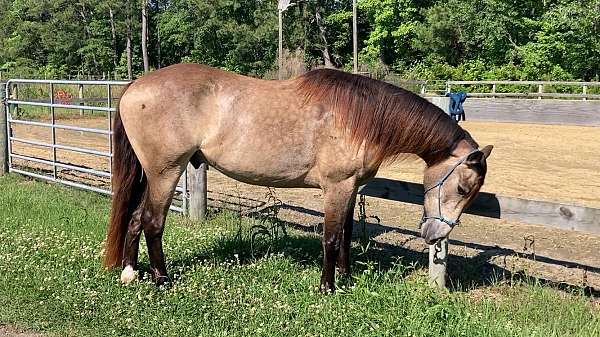 sooty-buckskin-extra-dapples-horse