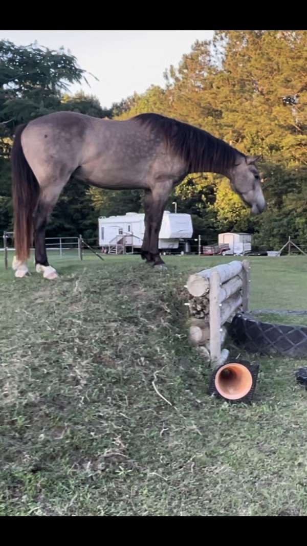 sea-quarter-horse