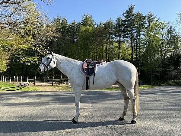 and-for-the-farrier-quarter-pony