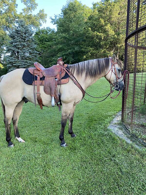 white-on-left-hind-pastern-horse