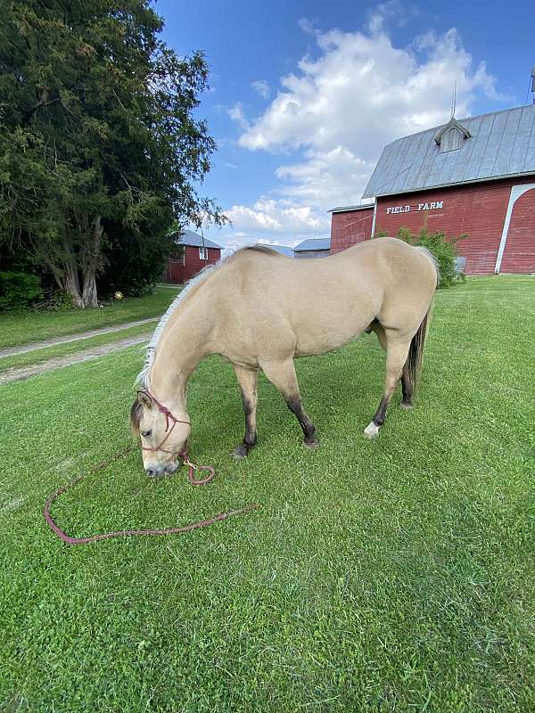 all-quarter-horse