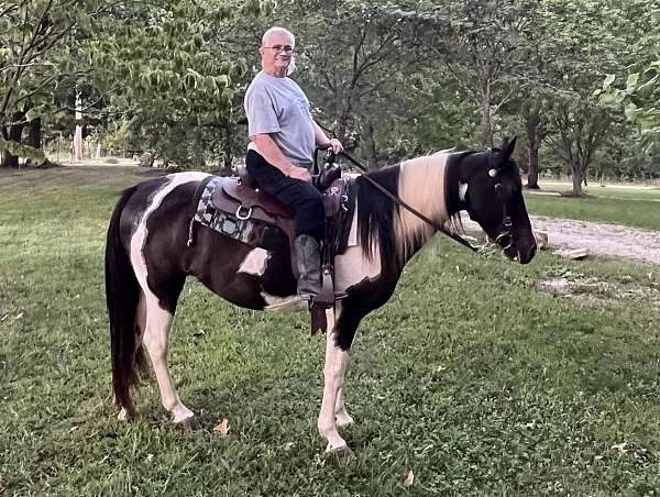 missouri-fox-trotter-mare