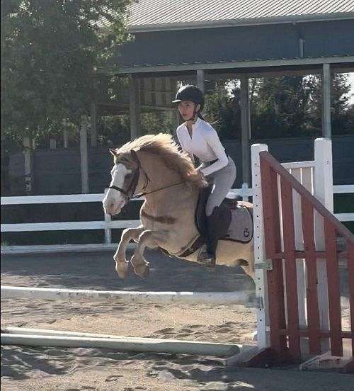 performance-rescue-palomino-horse