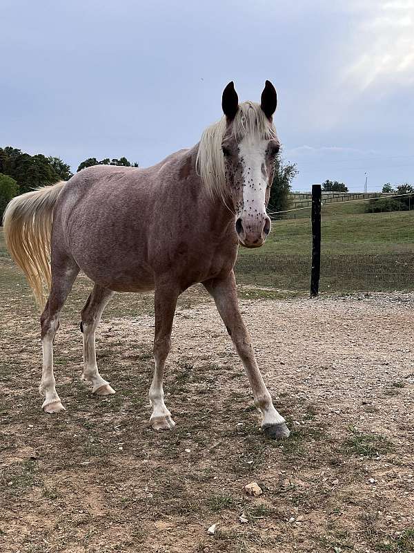 buckskin-perlino-broodmare-for-sale