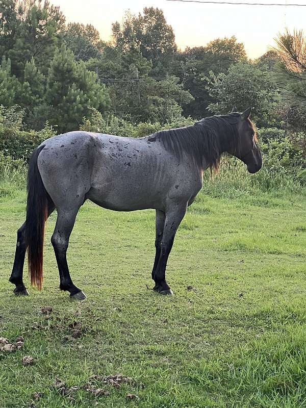 blue-roan-roan-quarter-horse-stallion