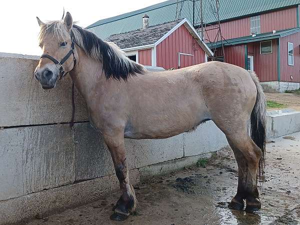attention-fjord-horse