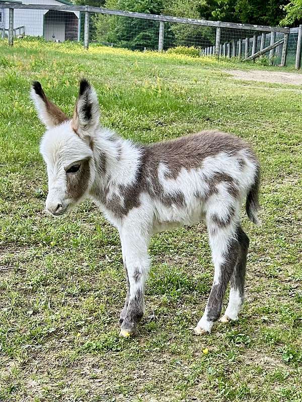 brownwhite-spotted-donkey