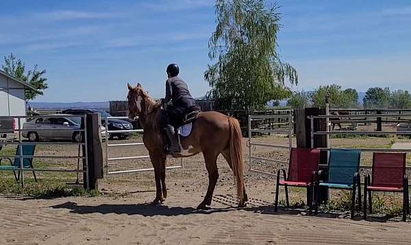 barrel-racing-paint-horse