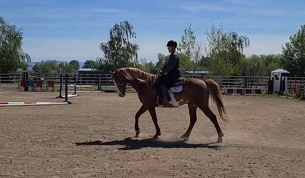 cowboy-mounted-shooting-paint-horse