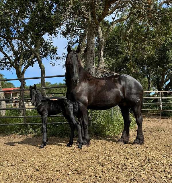friesian-black-friesian-horse