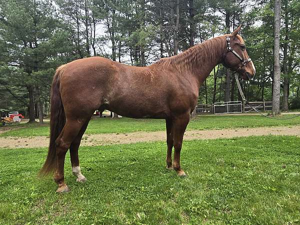 blaze-two-hind-socks-horse