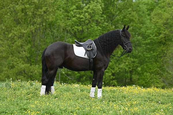 all-around-friesian-horse