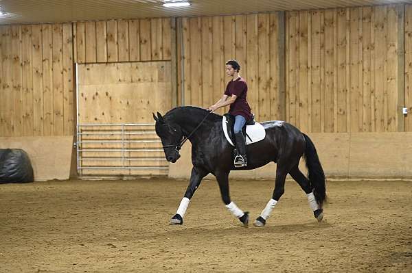 dressage-friesian-horse