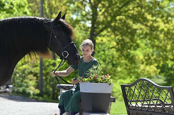 husband-safe-friesian-horse