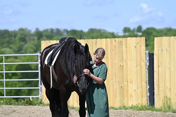 lesson-friesian-horse