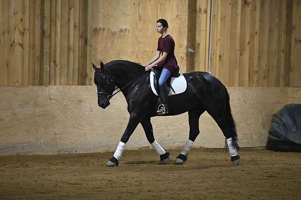 playday-friesian-horse