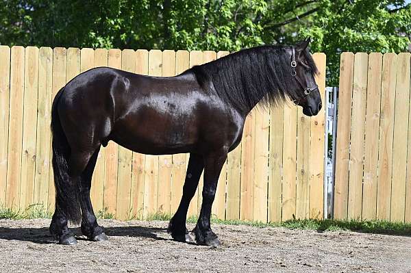 ridden-english-friesian-horse