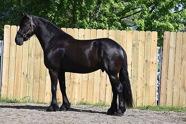 trail-riding-friesian-horse