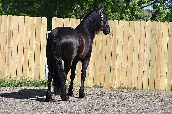 western-dressage-friesian-horse