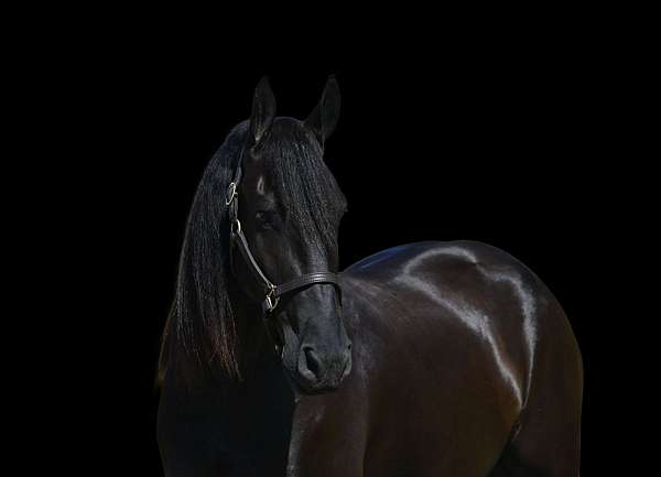 youth-friesian-horse