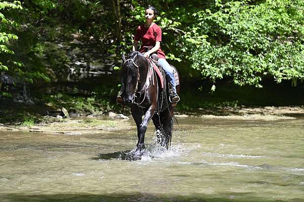 black-friesian-gelding