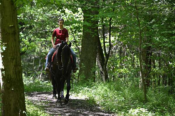 black-all-around-horse