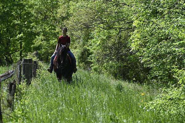 black-dressage-horse