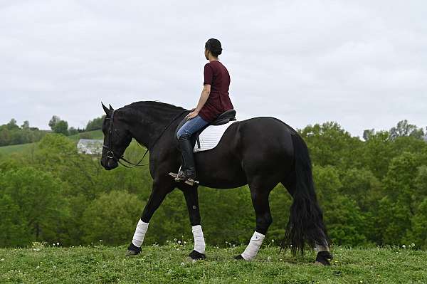 black-lesson-horse