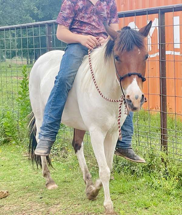 tovero-calf-roping-pony