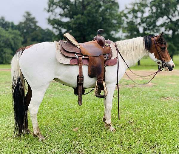 tovero-rodeo-queen-pony