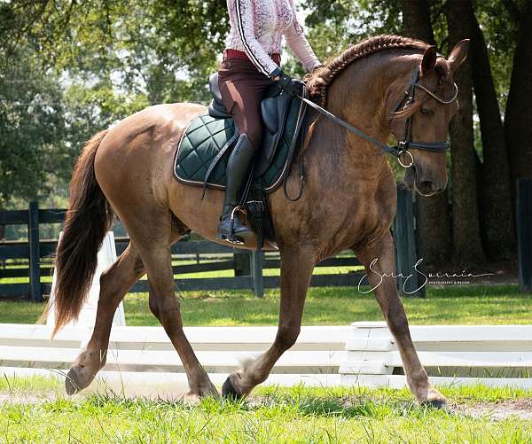 liver-chestnut-friesian-for-sale