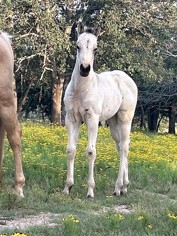 this-filly-has-a-unique-color-horse