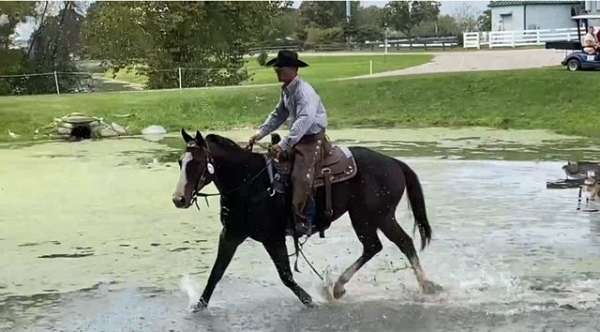 brick-thoroughbred-horse