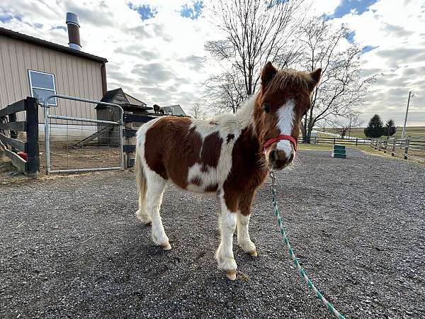 flashy-kid-safe-horse