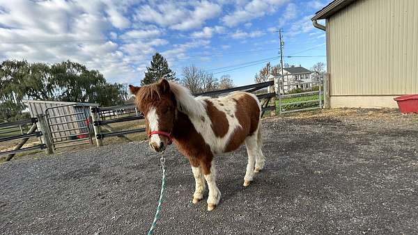 flashy-kid-safe-miniature-horse