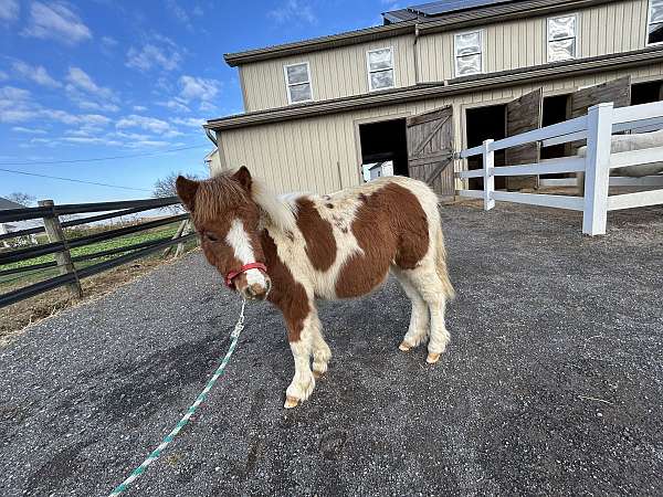 4-hand-miniature-horse