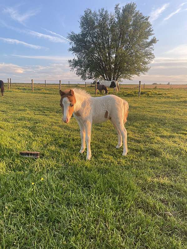 flashy-kid-safe-miniature-horse