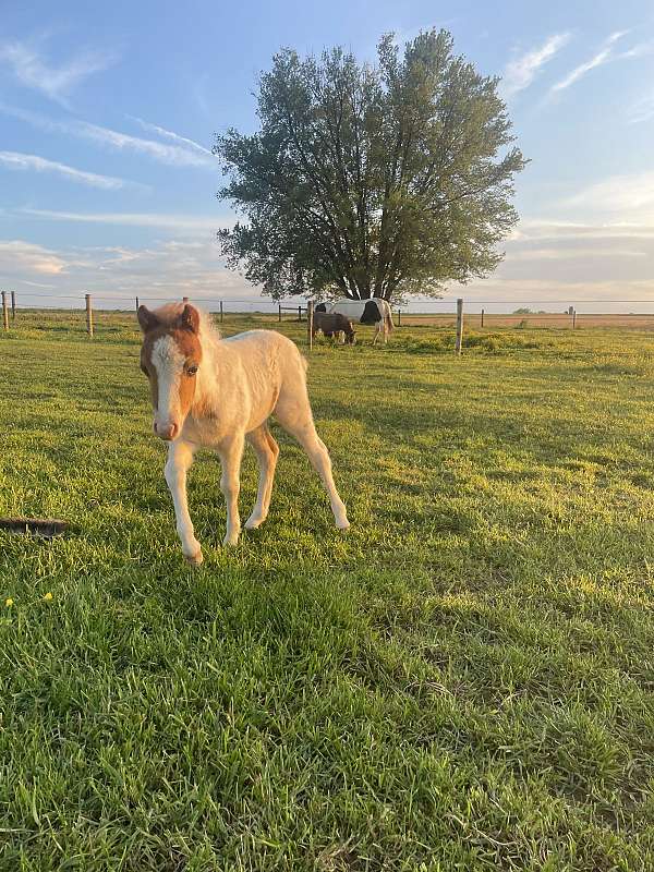 4-hand-miniature-colt