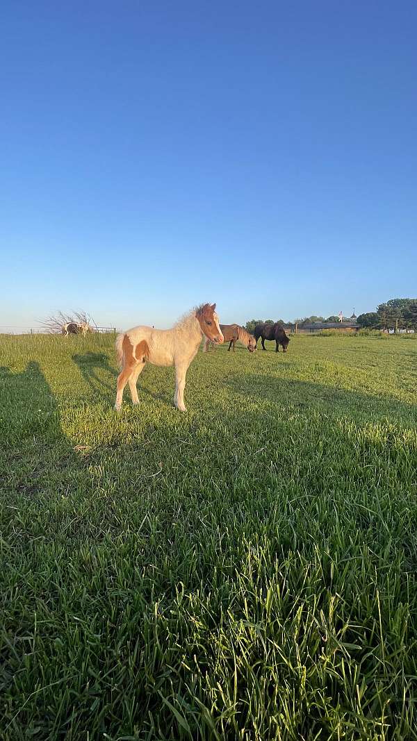 4-hand-miniature-horse