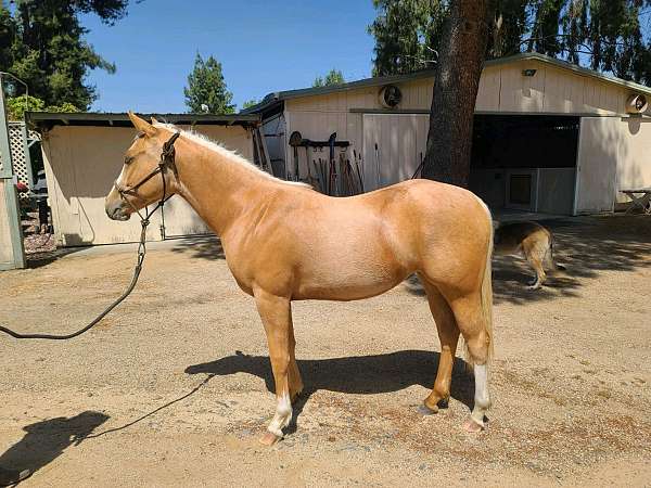 paint-palomino-filly