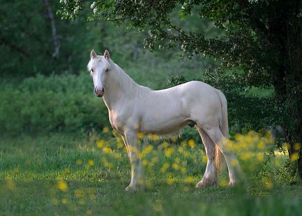 bright-gypsy-vanner-horse